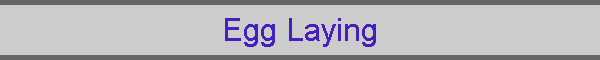 Egg Laying