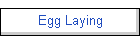 Egg Laying