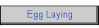 Egg Laying